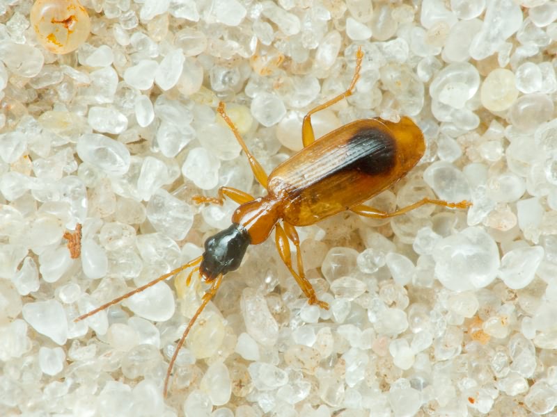 Demetrias monostigma Samouelle, 1819